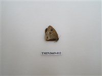 藏品(眼蝶科)的圖片